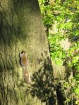 15324 Squirrel sunbathing.jpg